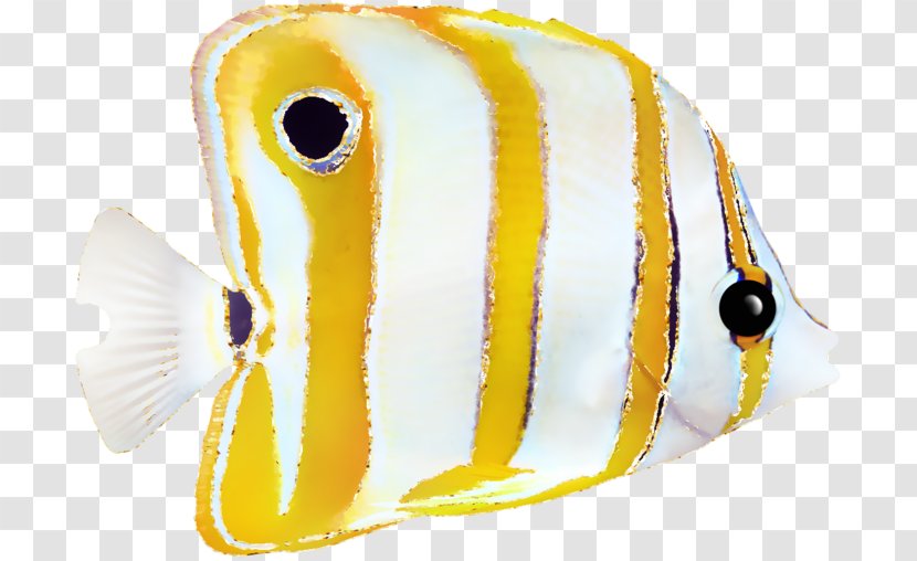 Invertebrate Beak Fish Transparent PNG