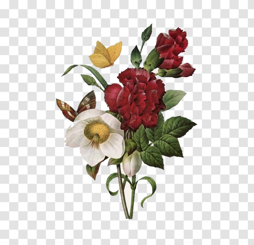 The Most Beautiful Flowers Amazon.com Roses Book Of - Rose Family Transparent PNG