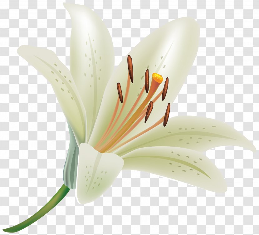 Lilium Candidum Tiger Lily Flower Clip Art - Petal - White Transparent PNG