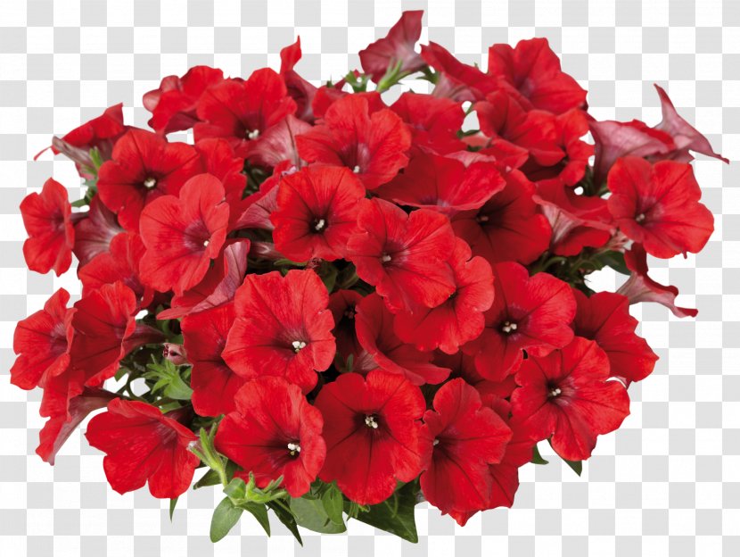 Flower Flowering Plant Red Petal - Bouquet - Annual Impatiens Transparent PNG