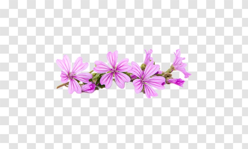 Flower Mallows Plant Violet - Mallow Family - PASQUA Transparent PNG