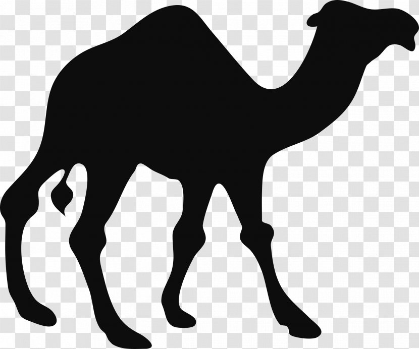 Dromedary Bactrian Camel Silhouette Clip Art - Livestock - Desert Transparent PNG