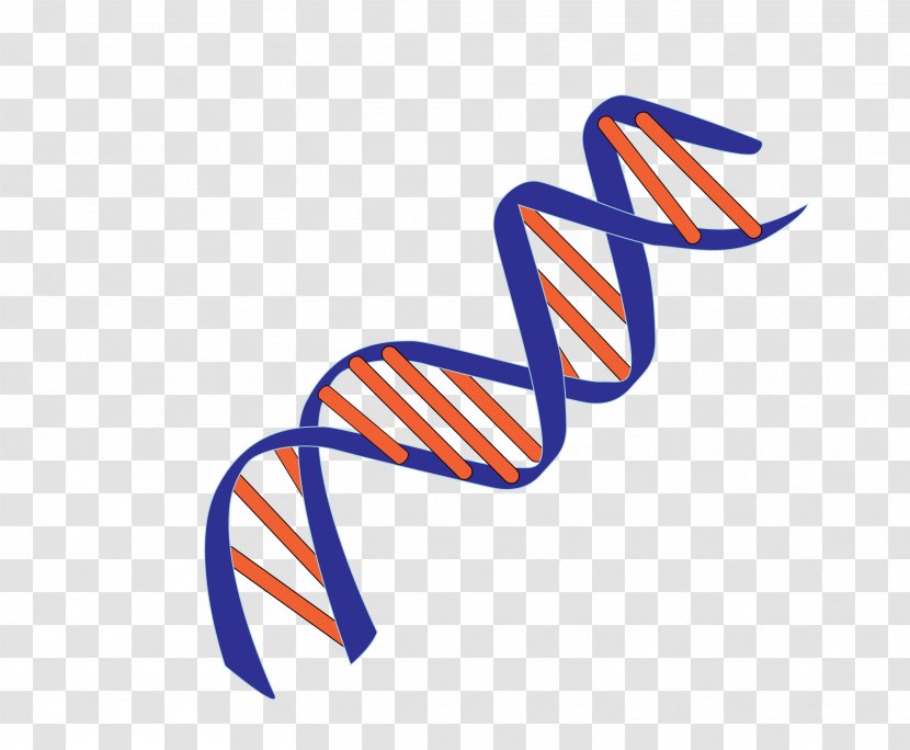 Molecular Models Of DNA Nucleic Acid Double Helix Genetics Base Pair - Area Transparent PNG