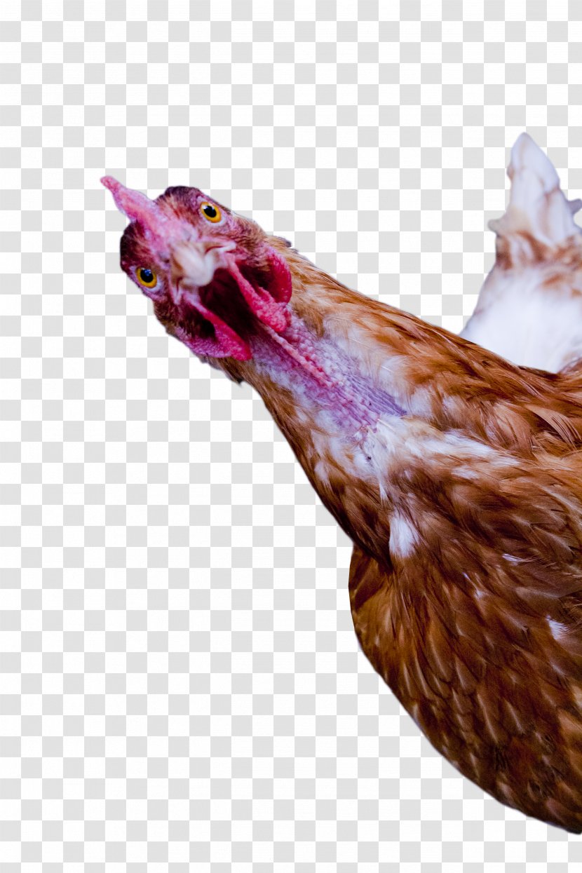 Rooster - Galliformes - Chicken Little Transparent PNG