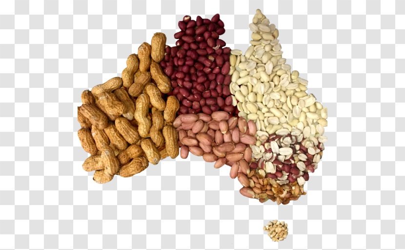 Peanut Vegetarian Cuisine Food Kingaroy - Fruit - Peanuts Transparent PNG