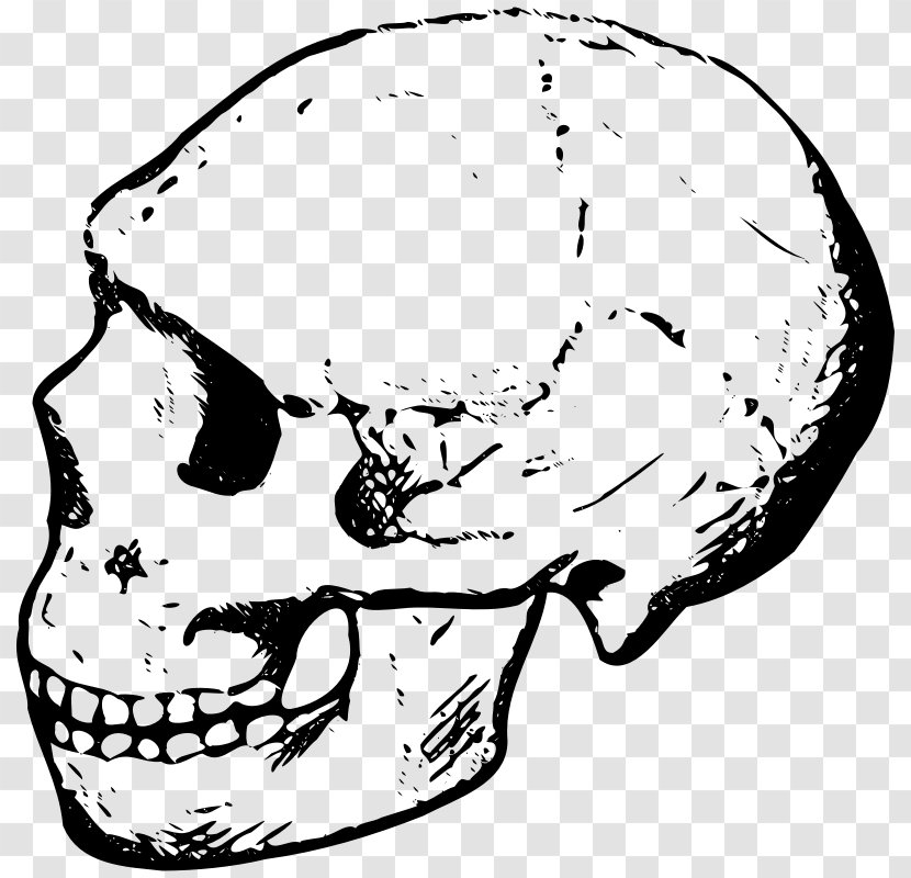 Skull Black And White Clip Art - Homo Sapiens - Skeleton Head Cliparts Transparent PNG