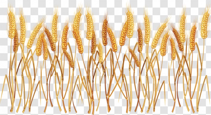 Ear Cereal Common Wheat Clip Art - Berry - Seeds Transparent PNG