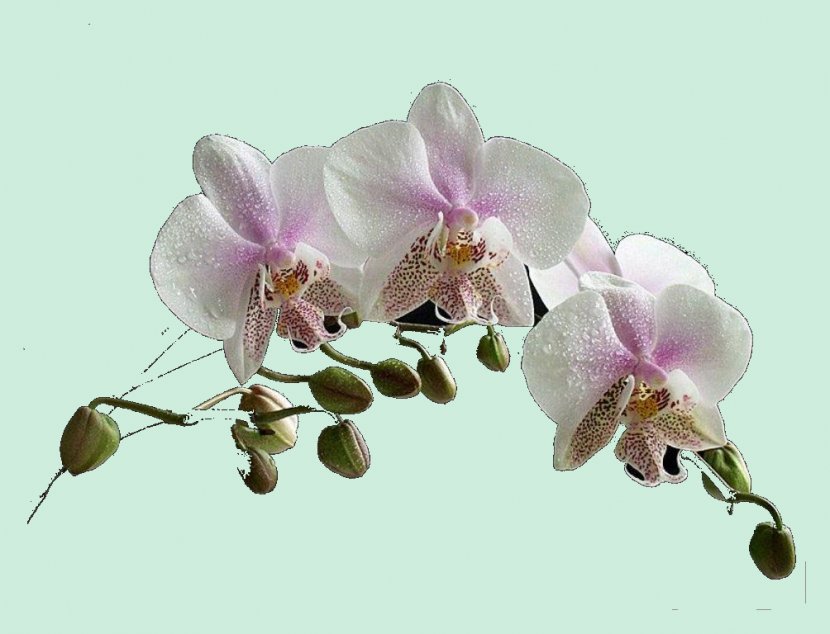 Moth Orchids Flower Paphinia - Blossom - Plant Transparent PNG