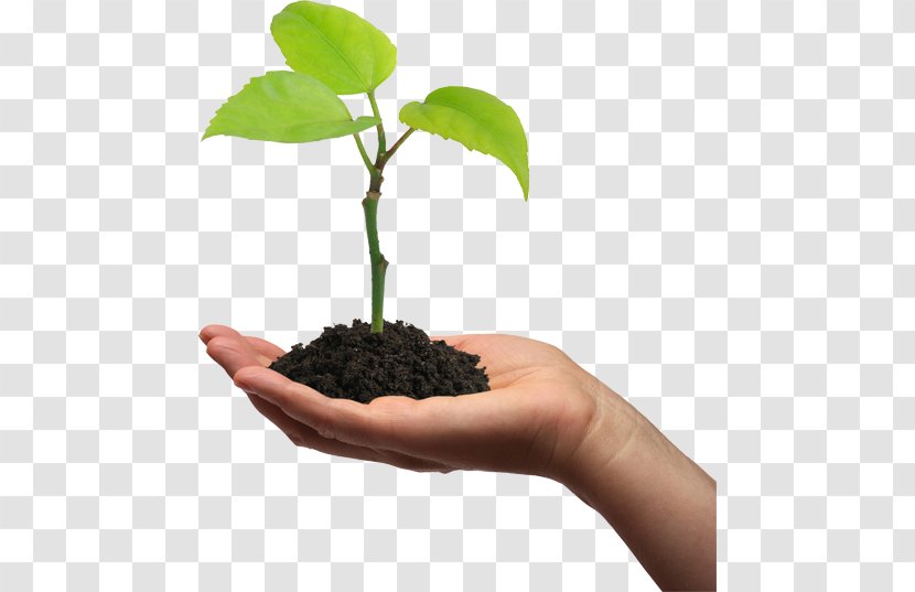 Plant Cell Seedling Gum Arabic Tree Pea Transparent PNG