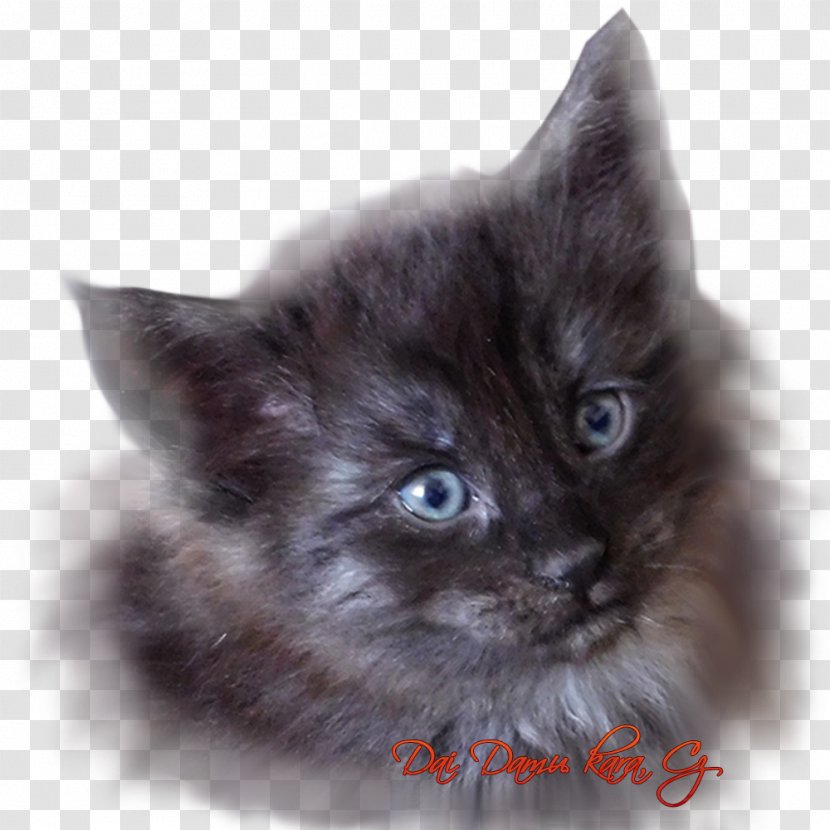 Maine Coon Nebelung Asian Semi-longhair Ragamuffin Cat Ragdoll - Domestic Shorthaired - Norwegian Forest Transparent PNG