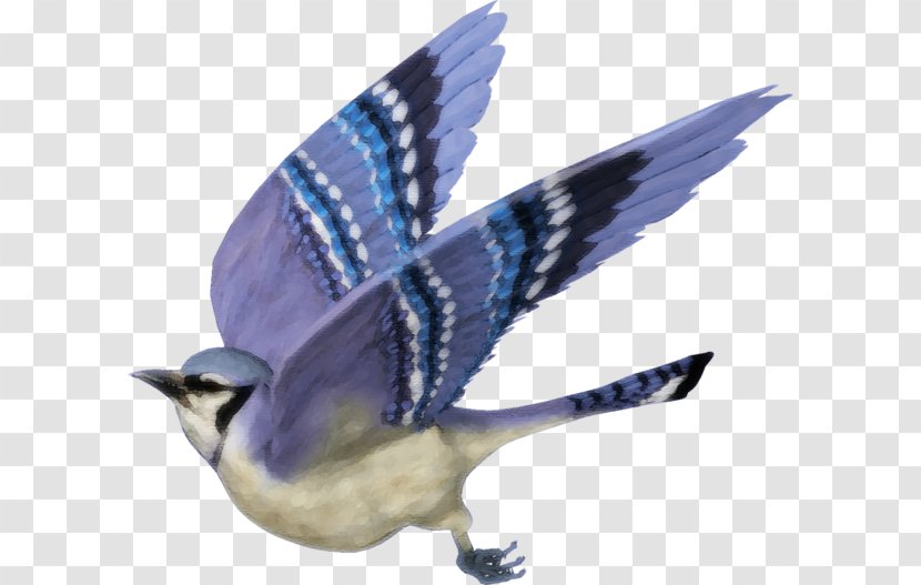 Blue Jay Clip Art Image Bird Transparent PNG