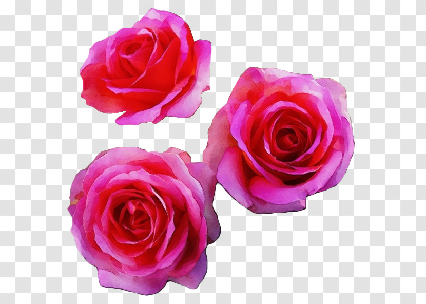 Garden Roses Transparent PNG