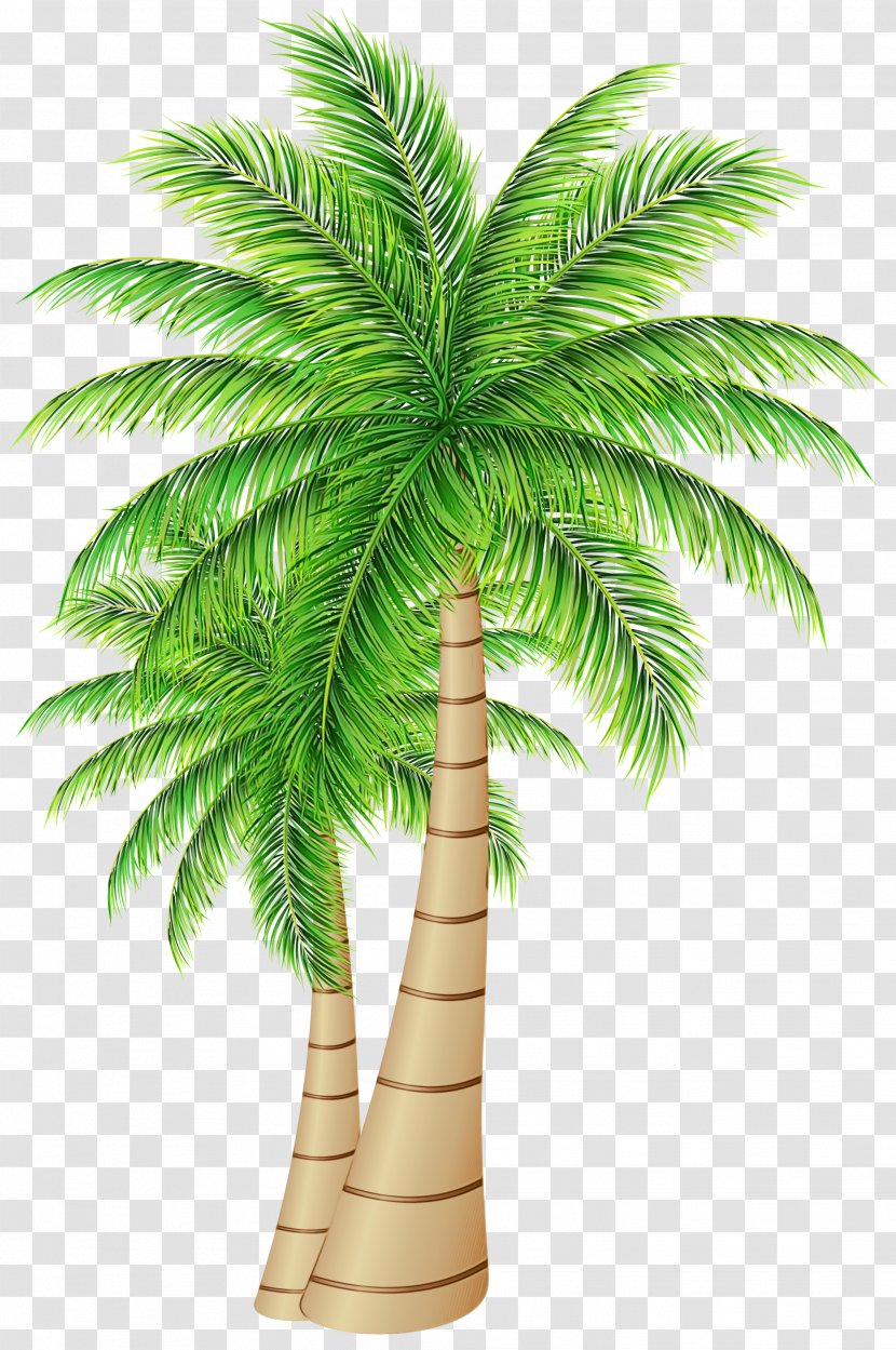 Palm Trees Date Coconut Clip Art - Elaeis - Tree Transparent PNG