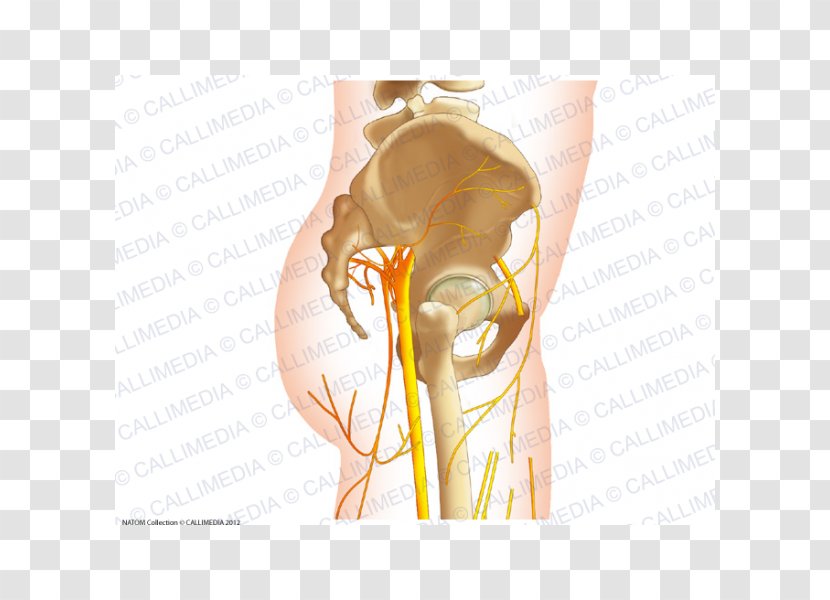 Nerve Human Anatomy Hip Pelvis - Frame - Tree Transparent PNG