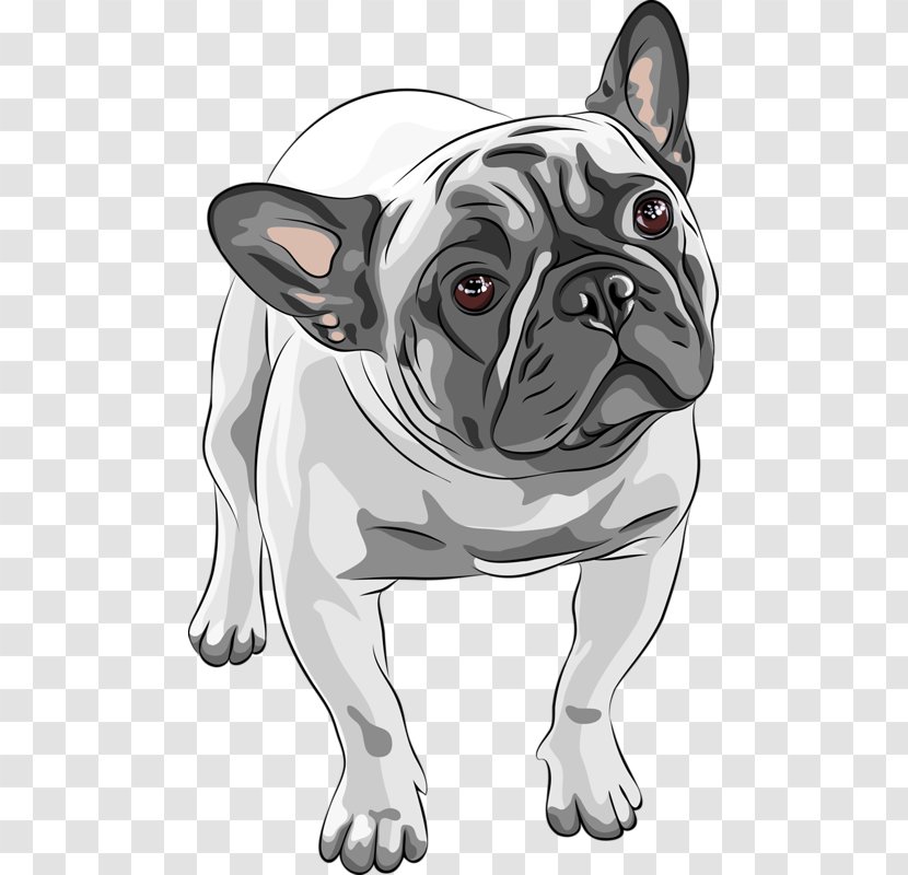 French Bulldog American Puppy - Breed - Hand-painted Transparent PNG