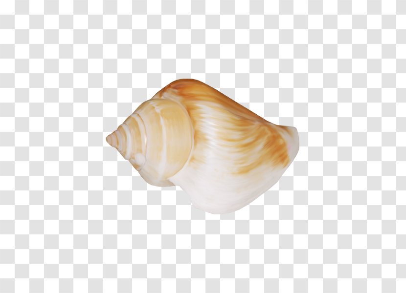 Cockle Seashell Sea Snail Shankha Conchology - Beach - Conch Shell Transparent PNG
