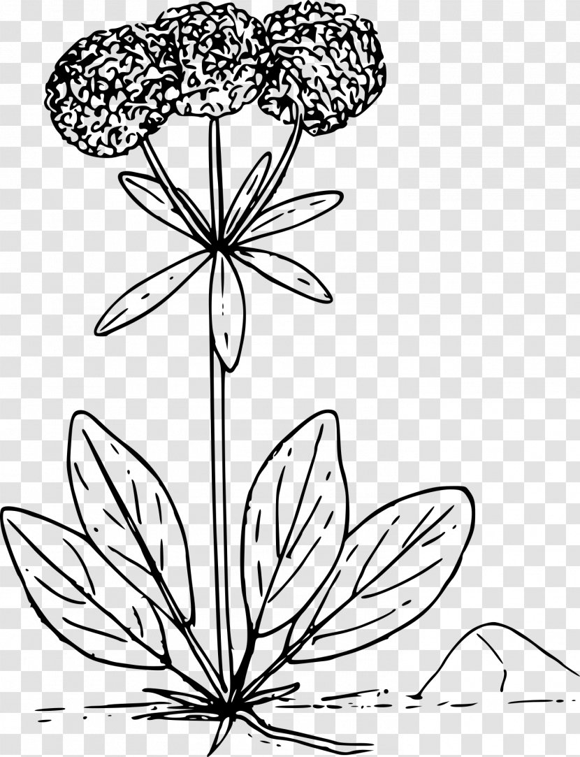 Floral Design Buckwheat Clip Art - Drawing - Flower Transparent PNG