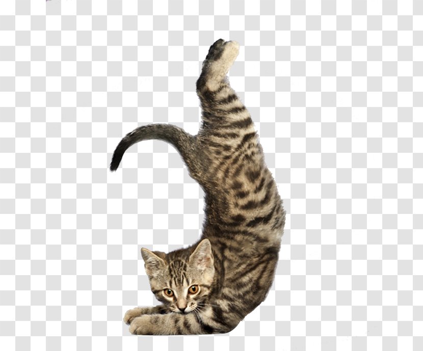 Yoga Cats: The Purrfect Workout Dogs - Whiskers - Stretching Cat Transparent PNG