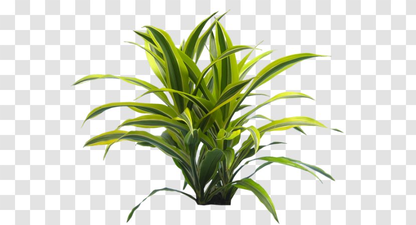 Houseplant Leaf Dracaena Flowerpot - Plant Transparent PNG