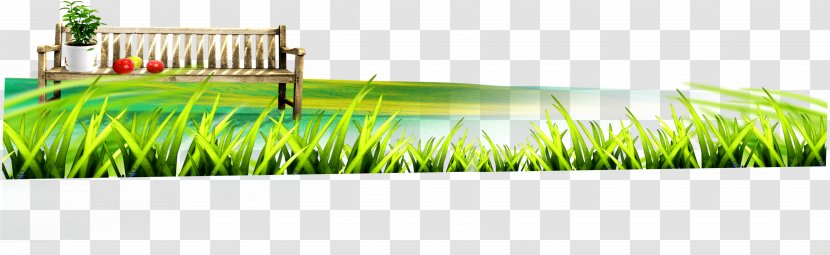 Lawn Wheatgrass Energy - Green - Grass Transparent PNG