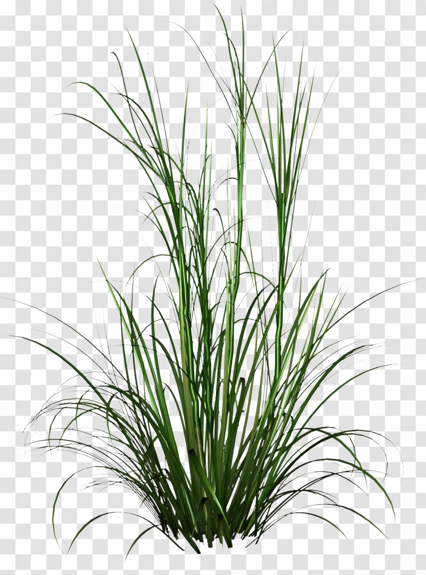 Tall Grass HD Photo - Herb Transparent PNG