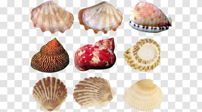 Cockle Oyster Seashell Conchology - Clams Oysters Mussels And Scallops Transparent PNG