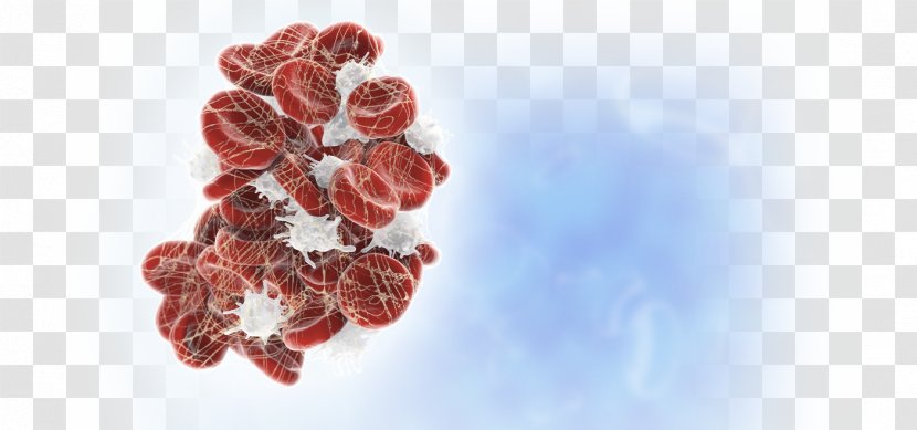 Coagulation Hemostasis Platelet Cell Blood Vessel - Laboratory - Clinic Transparent PNG