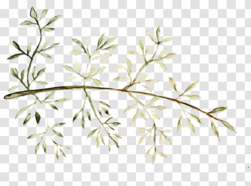 Family Tree Drawing - Heracleum Plant Parsley Transparent PNG