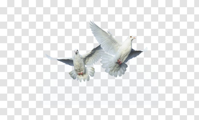 Domestic Pigeon Columbidae Bird Flight Transparent PNG