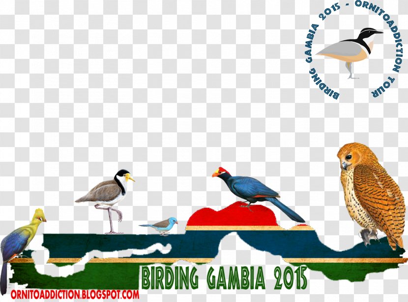 Beak Fauna Wildlife Clip Art - Bird - Kingfisher Logo Transparent PNG