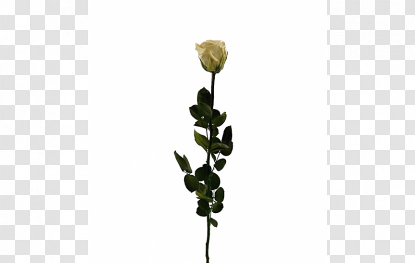 Cut Flowers Rose Family Champagne Flower Bouquet - Delivery Transparent PNG