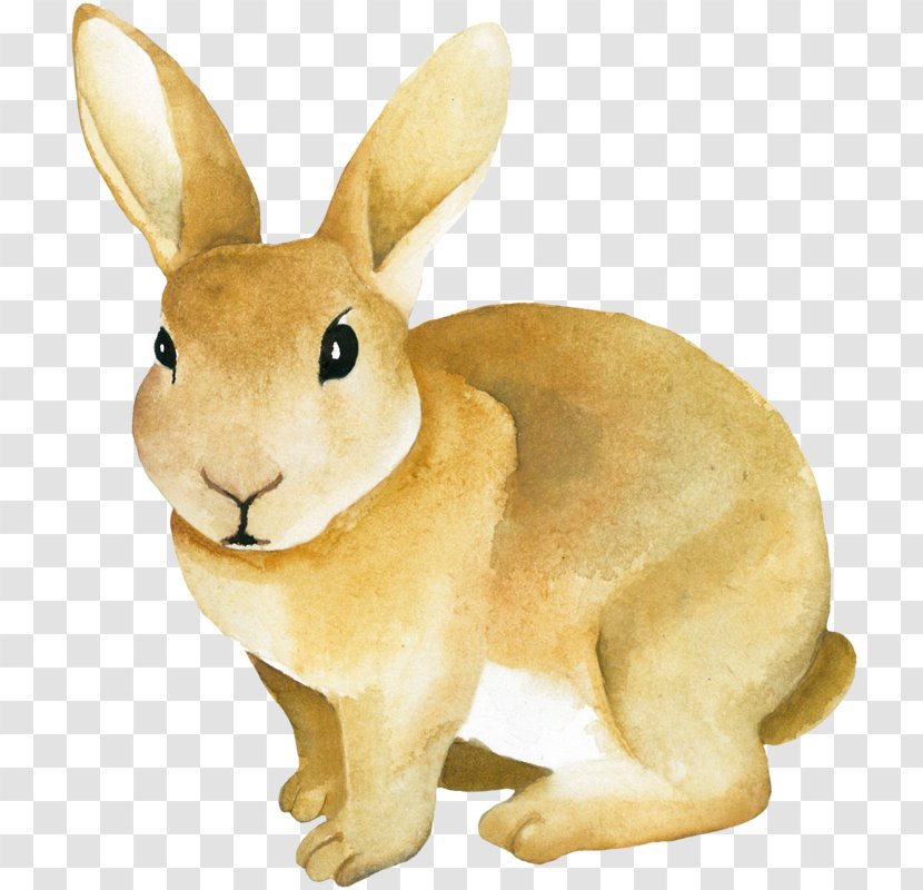 Gray Rabbit - Poster - Rabits And Hares Transparent PNG