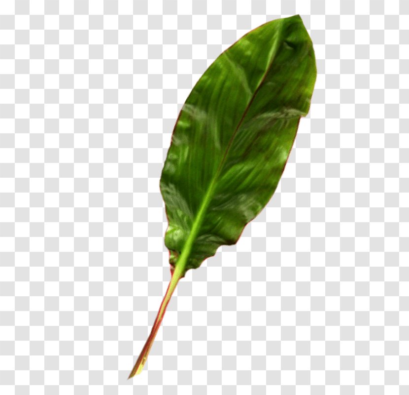 Green Leaf Background - Flowering Plant - Smartweedbuckwheat Family Food Transparent PNG