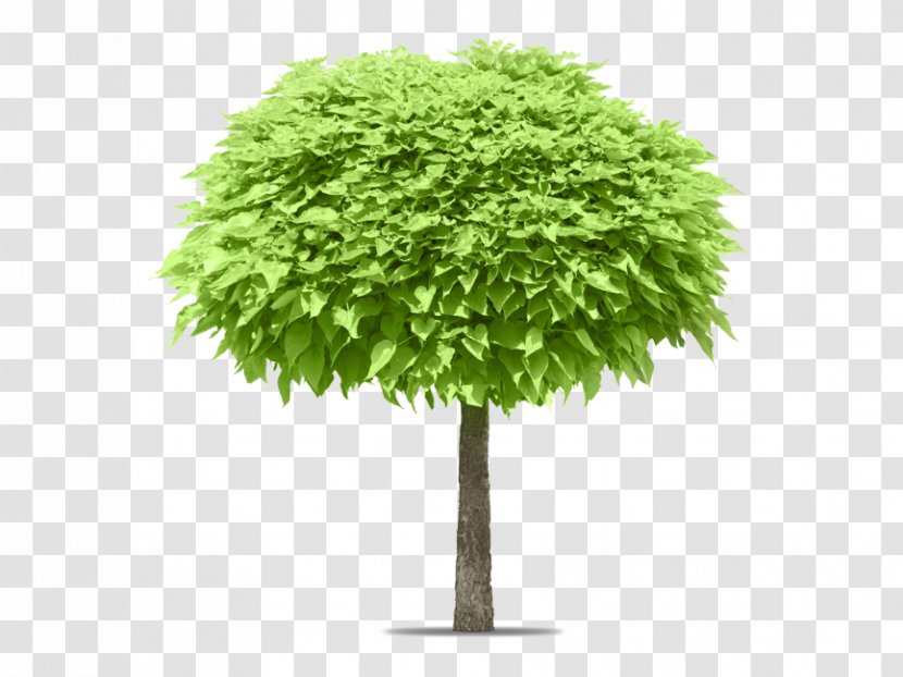 Stock Photography Tree Evergreen Image Transparent PNG