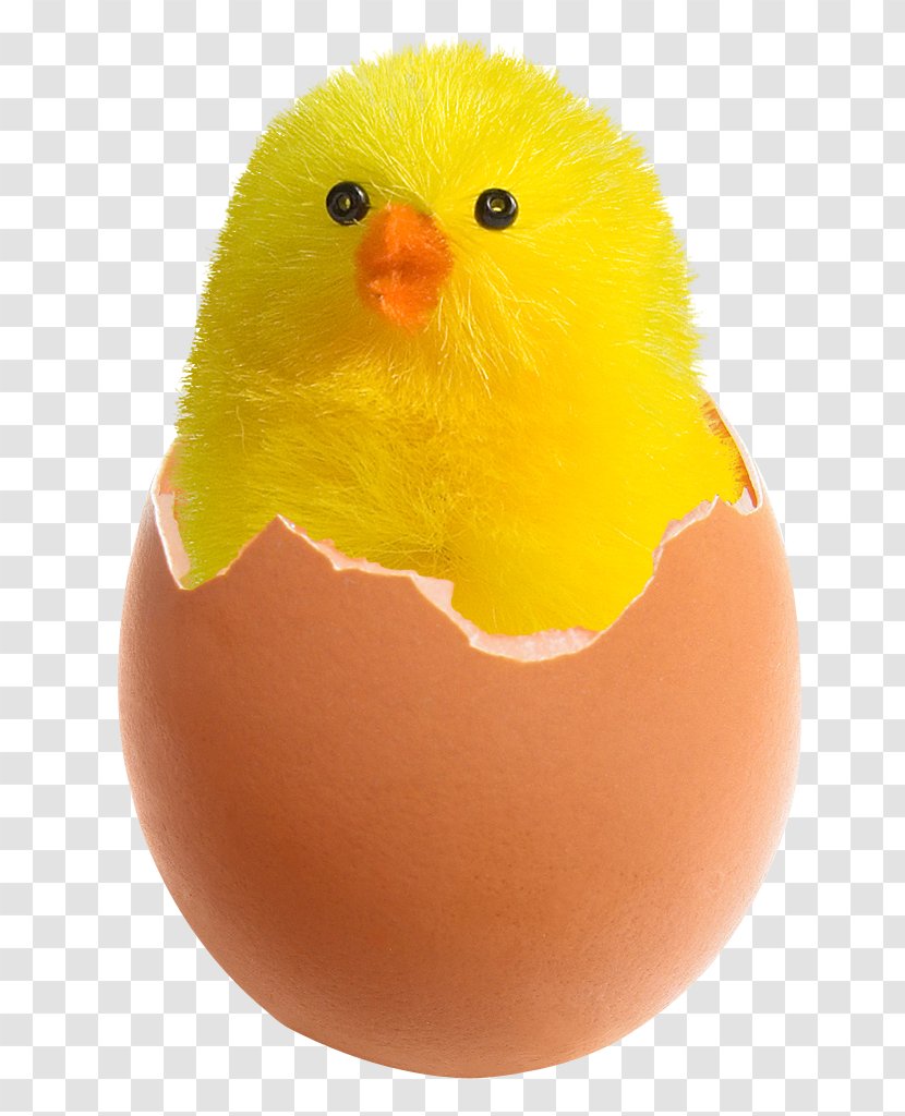 Fried Chicken Egg - In Broken Transparent PNG