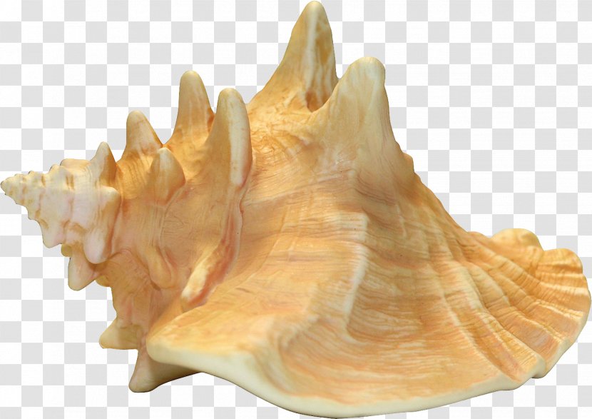 Taiyaki Shankha Conch Transparent PNG