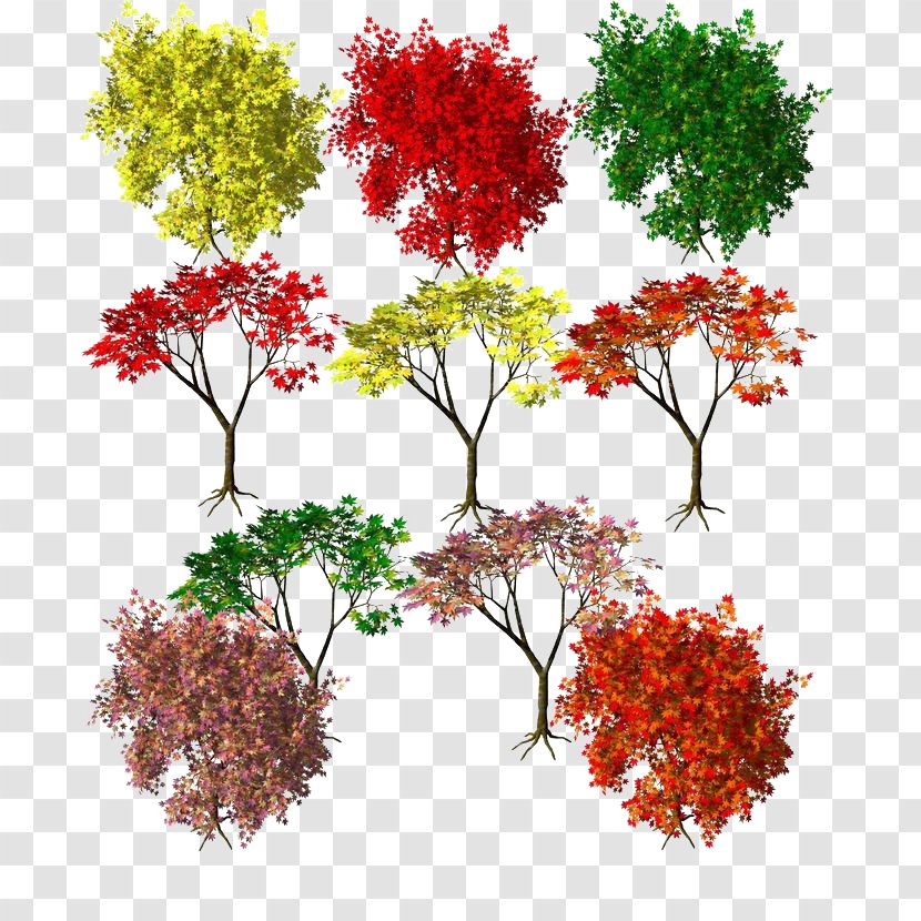 Maple Autumn Leaf Color Red - Floral Design - Leaves Seasons Transparent PNG