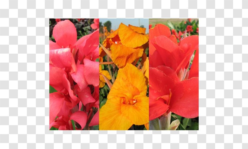 Canna Terra Ceia Farms Road Bulb Indian Shot - Garden Transparent PNG