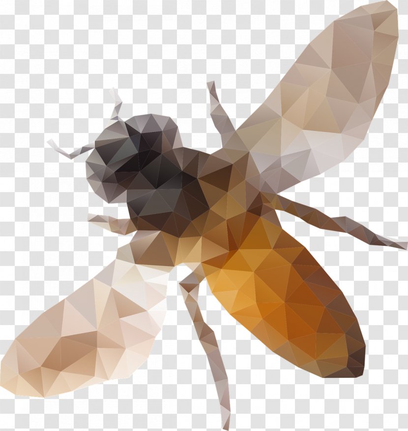 Western Honey Bee Low Poly Clip Art - Membrane Winged Insect - Geometric Decoration Transparent PNG