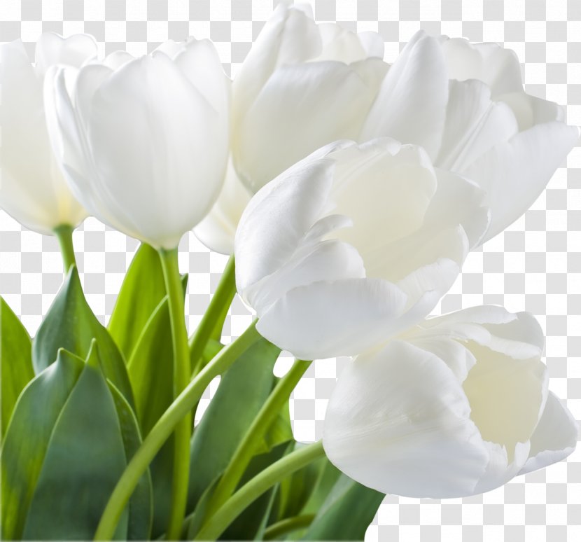 Tulip Artificial Flower Stock Photography Bouquet - Seed Plant Transparent PNG