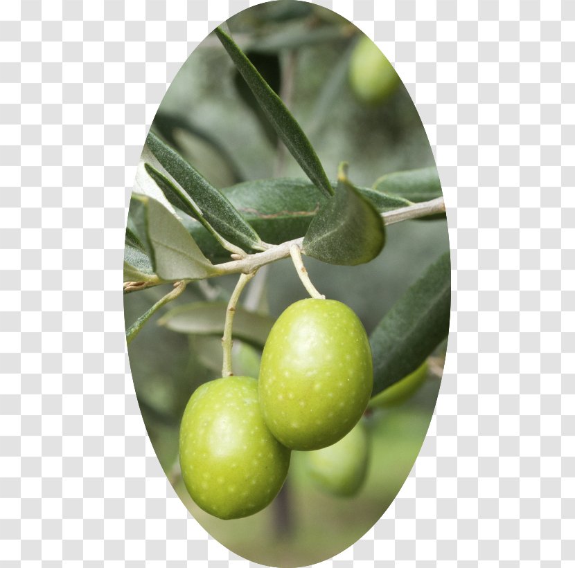 Mediterranean Cuisine Olive Oil Wine Leaf - Fruit - Tree Bracnhes Transparent PNG