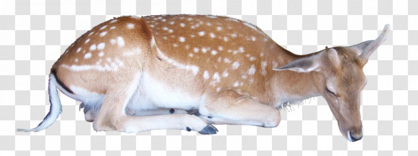 Reindeer - Software - Deer Transparent PNG