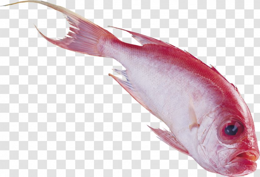 Fish Nemipterus Virgatus PhotoScape Clip Art - Fauna Transparent PNG