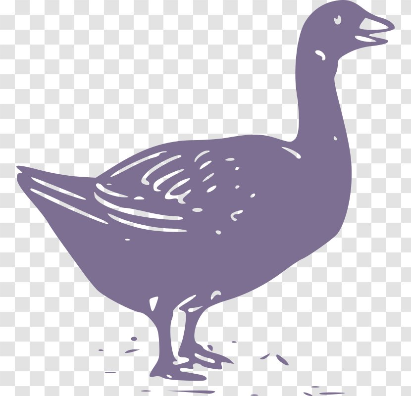 Goose Duck Bird Feather - Animal Transparent PNG