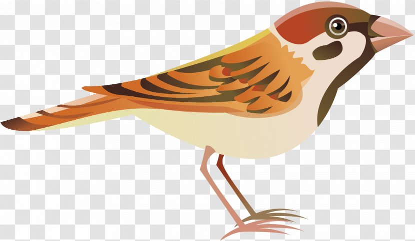 Bird House Sparrow Flight - Gastrointestinal Transparent PNG