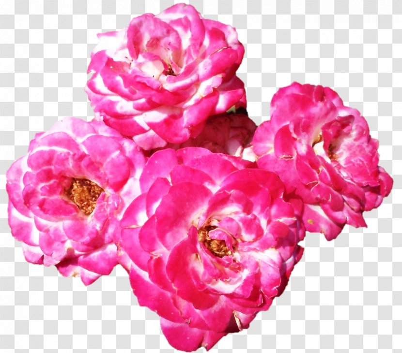 Garden Roses Cabbage Rose Floribunda Cut Flowers Petal - Darshan Transparent PNG