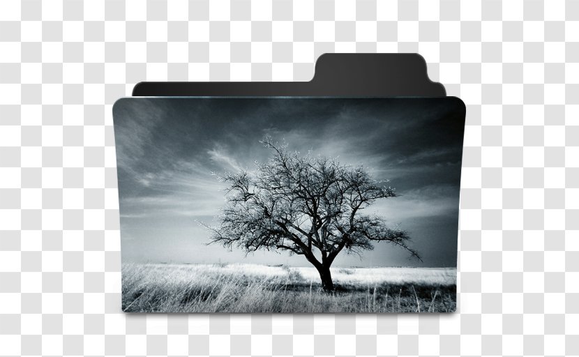 Tree Photography - Art Transparent PNG