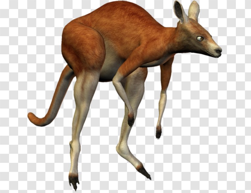Kangaroo Macropodidae Musk Deers Animal - Fauna Transparent PNG