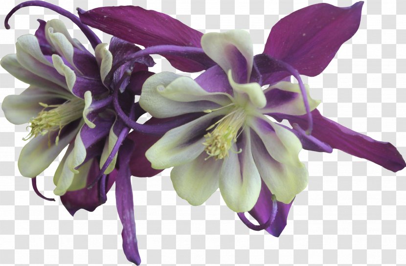 Flower Violet Purple Columbine Garden Roses - Family Transparent PNG