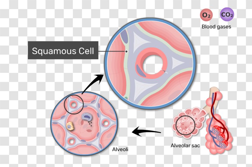 Pulmonary Alveolus Gas Exchange Respiratory System Blood–air Barrier Membrane - Cartoon - Spiny Cell Body Transparent PNG